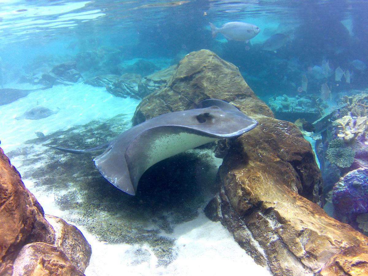 Discovery Cove - Ein tropisches Paradies mit tollen Tierbegegnungen Discovery Cove - Ein tropisches Paradies mit tollen Tierbegegnungen