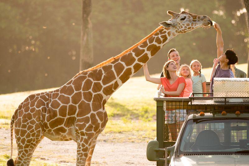 Busch Gardens - Tiere und Nervenkitzel Pur