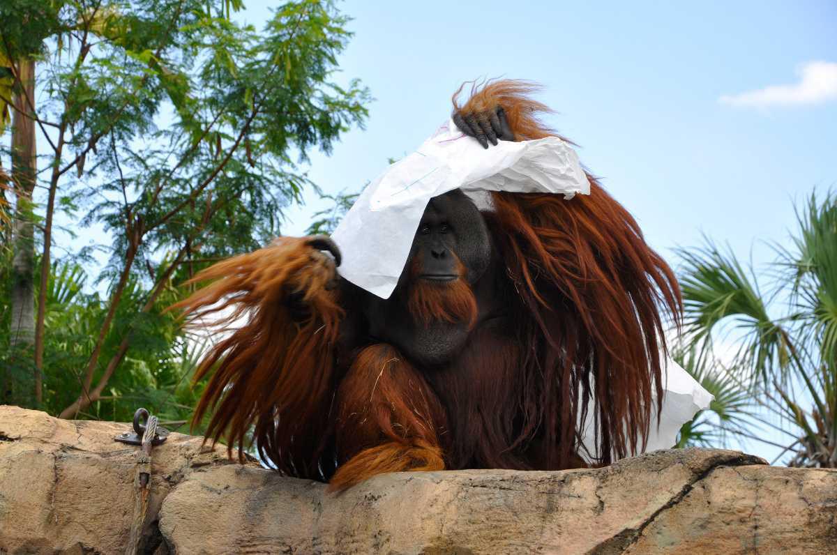 Busch Gardens - Tiere und Nervenkitzel Pur