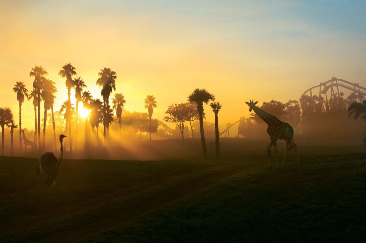 Busch Gardens - Tiere und Nervenkitzel Pur