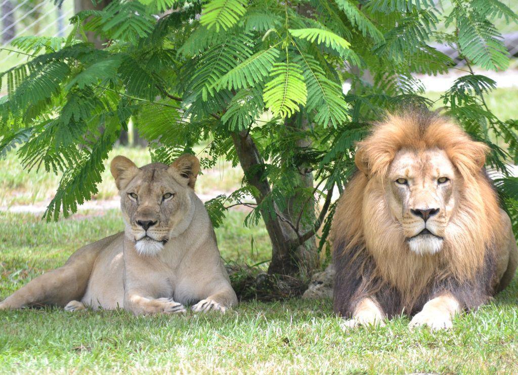 Lion Country Safari in West Palm Beach - Der Drive-Through-Safari-Zoo