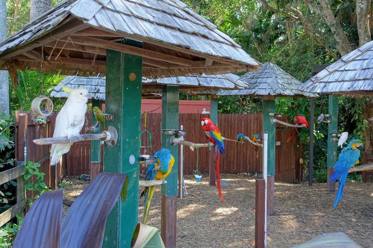 Sarasota Jungle Gardens - Ein familiärer Tierpark und Garten Sarasota Jungle Gardens - Ein familiärer Tierpark und Garten