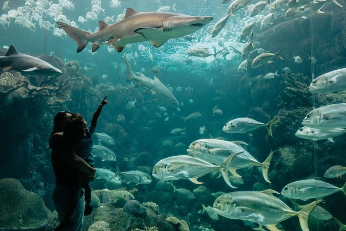 The Florida Aquarium - Großes Aquariumbecken & viele Tiere