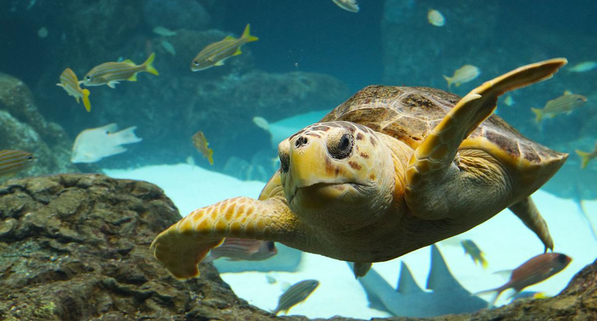The Florida Aquarium - Großes Aquariumbecken & viele Tiere