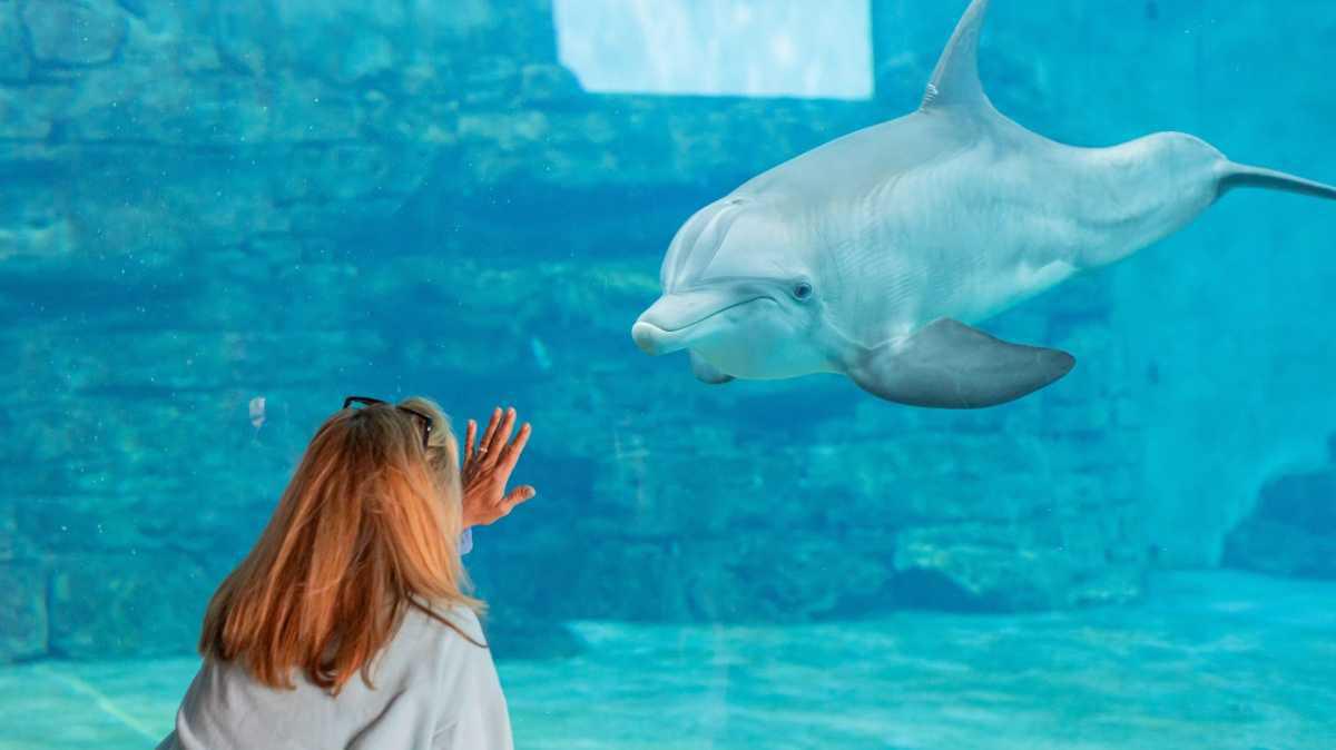 Clearwater Marine Aquarium - Das Motto: Rescue-Rehab-Release