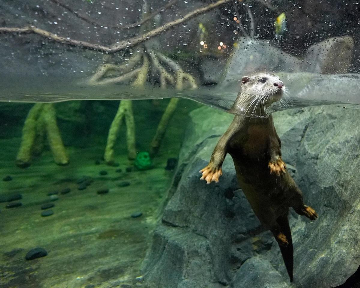 Daytona Aquarium & Rainforest Adventure - Unterwasserwelt & Regenwald Feeling Daytona Aquarium & Rainforest Adventure - Unterwasserwelt & Regenwald Feeling