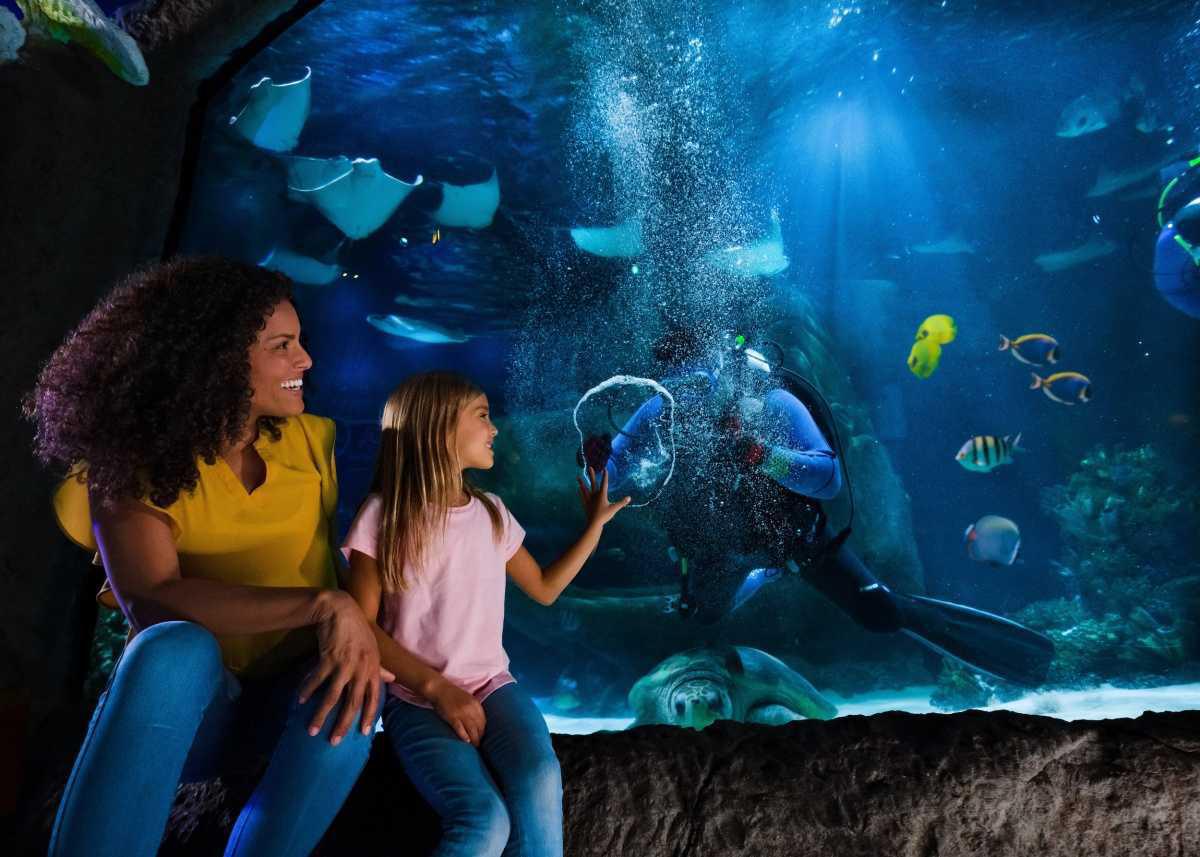 SEA LIFE Aquarien Florida - ICON Park & LEGOLAND