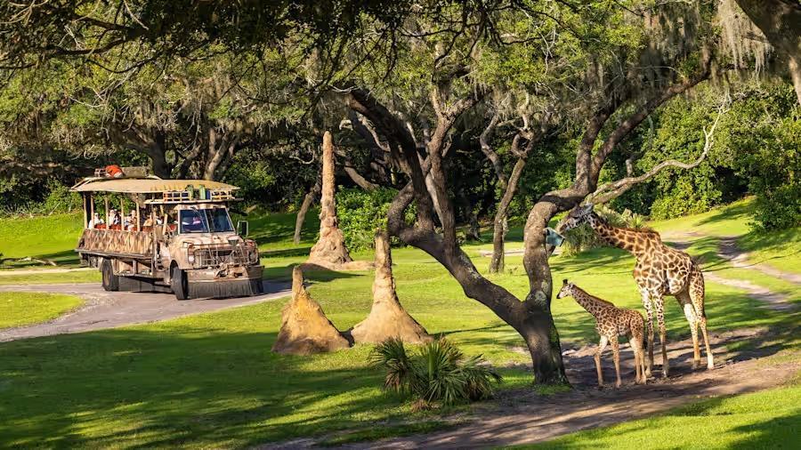 Masai-Giraffenbaby erster Auftritt bei der „Kilimanjaro Safaris“ in Disney’s Animal Kingdom.