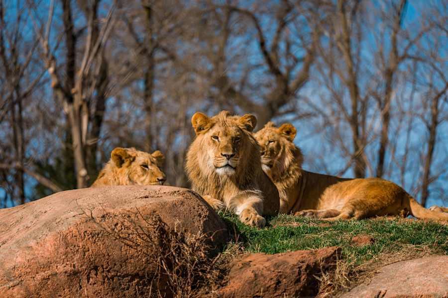 Busch Gardens Tampa Bay - Löwen- und Hyänengehege hat geöffnet!