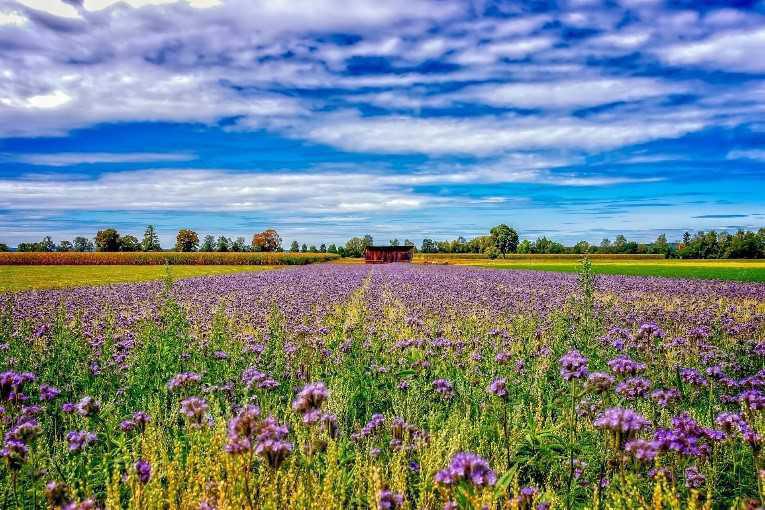 Beplanting openbare ruimte deelgebied 1 Beplanting openbare ruimte deelgebied 1