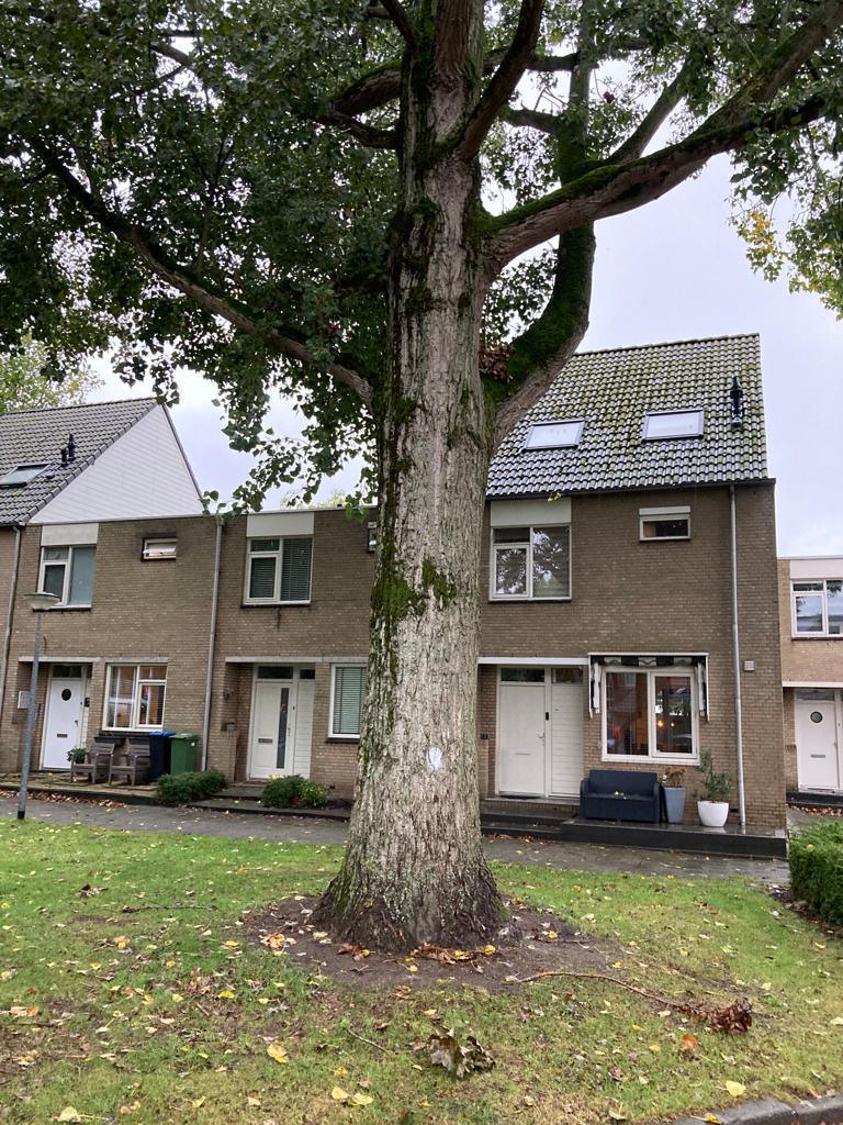 Deelgebied 3, start bomenkap Deelgebied 3, start bomenkap