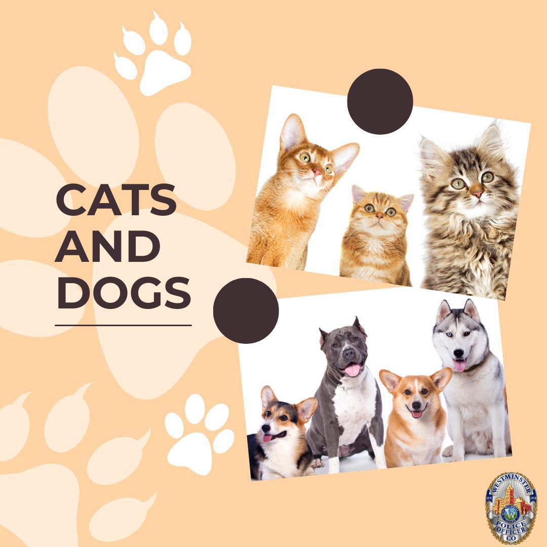 Dog and Cat licenses