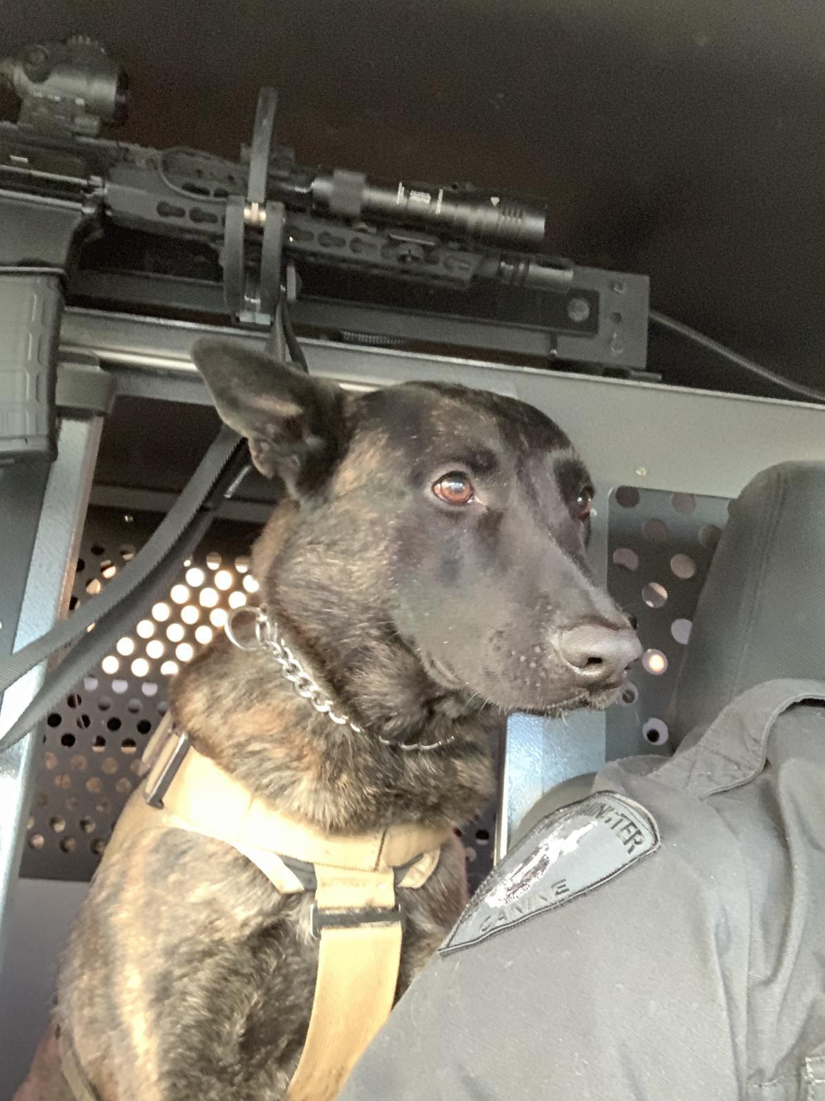 K9 Bono K9 Bono