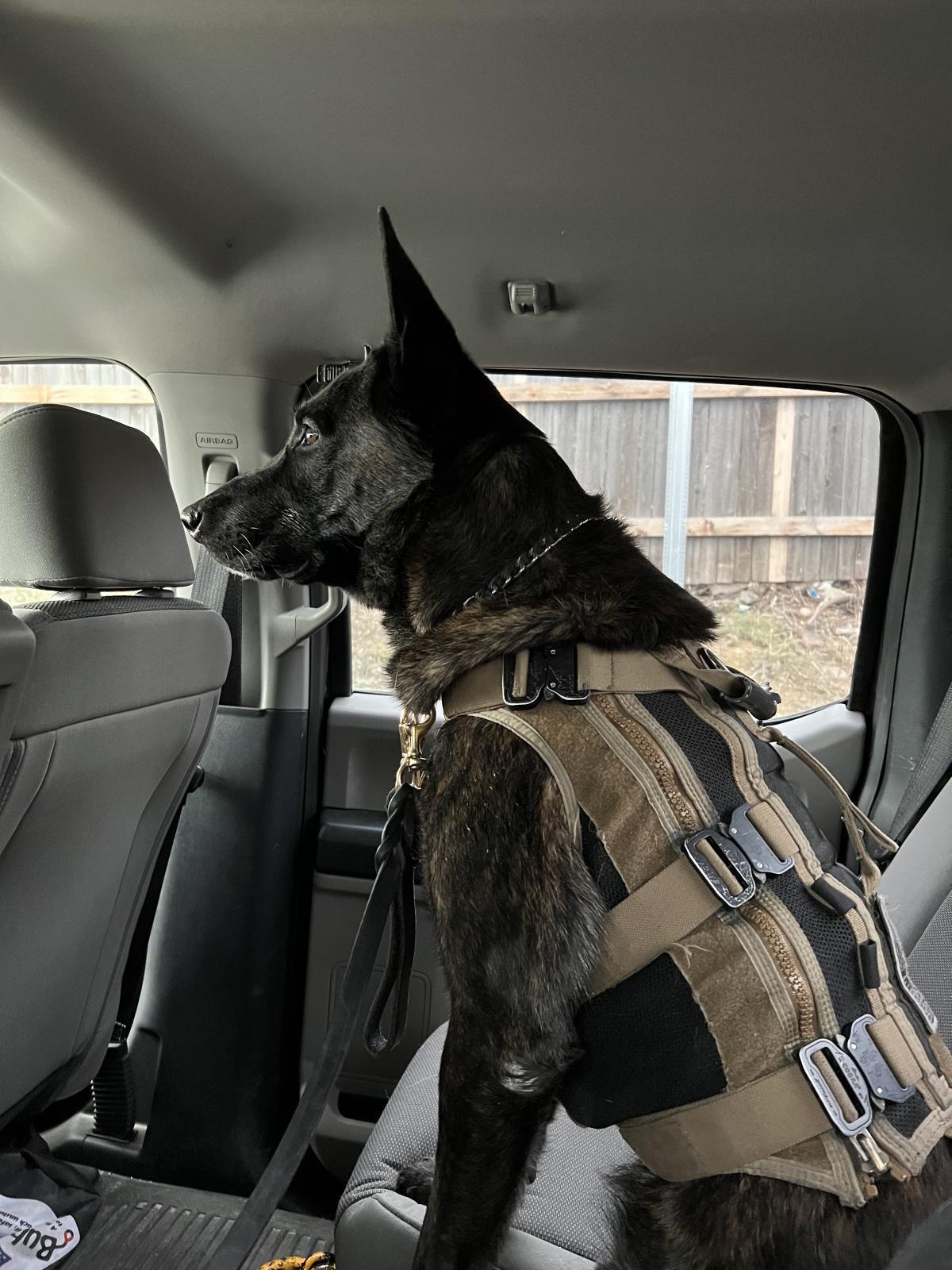 K9 Bono