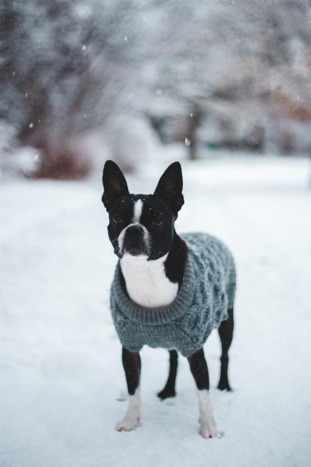 Pets and Cold Weather