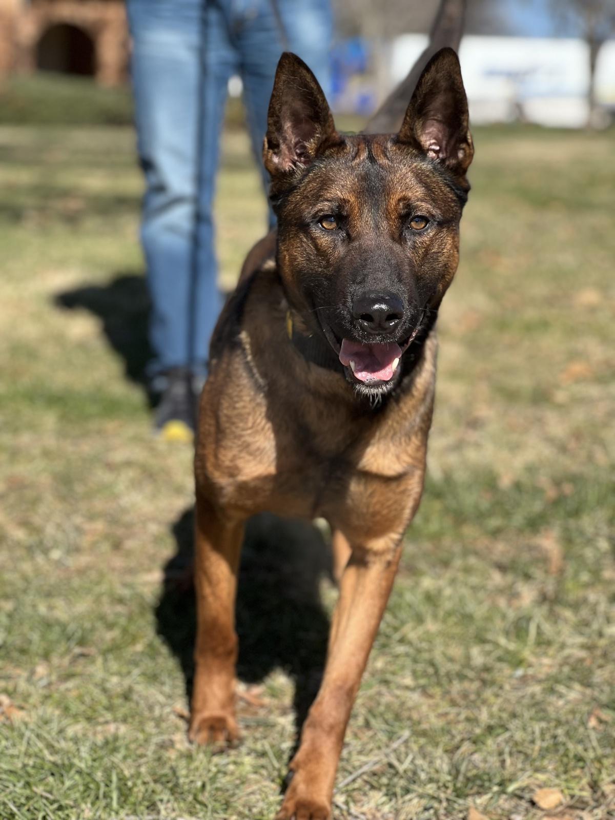 Remembering K9 Rudy Remembering K9 Rudy