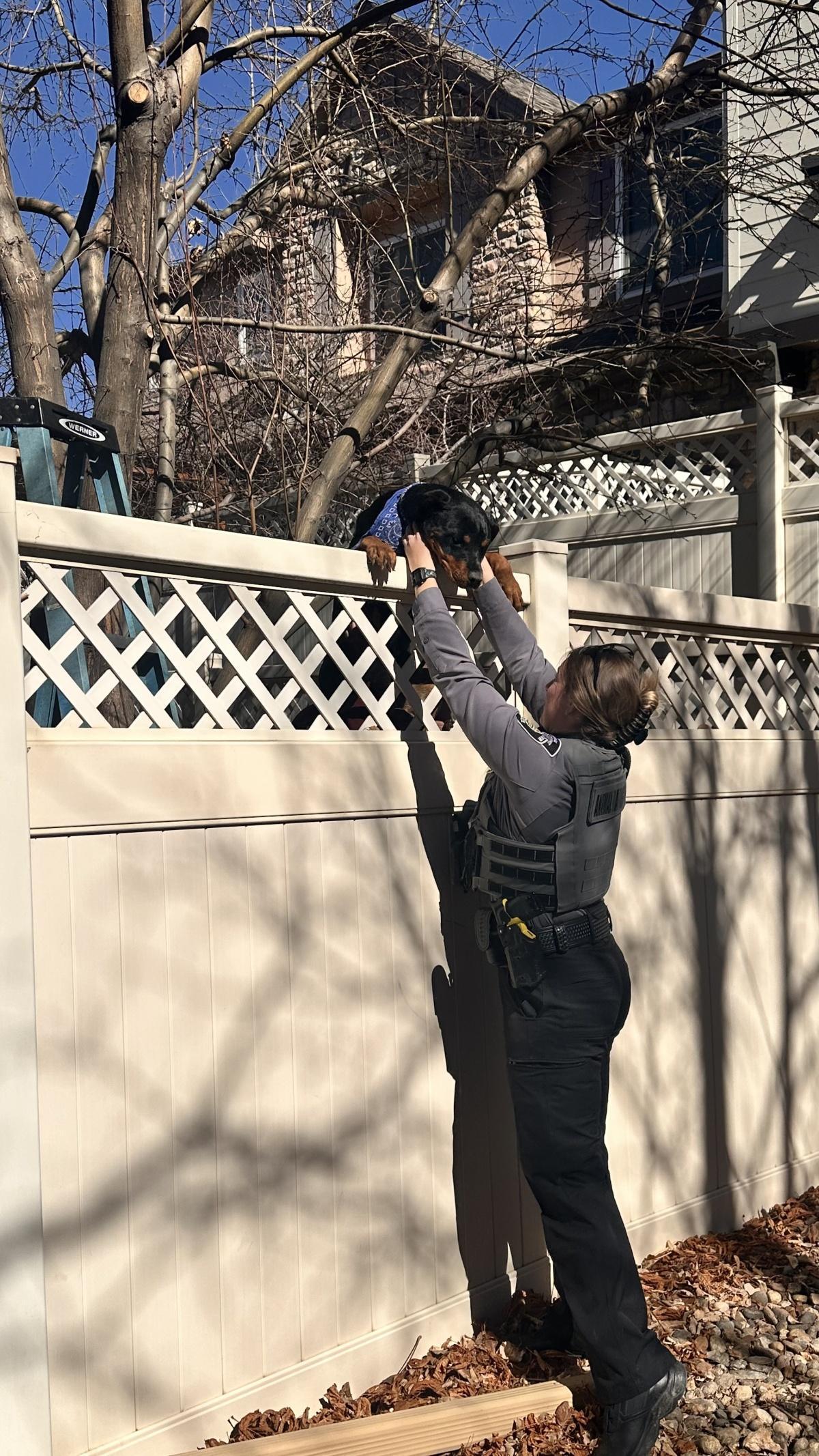Animal Management Officer helps reunite dog with family Animal Management Officer helps reunite dog with family