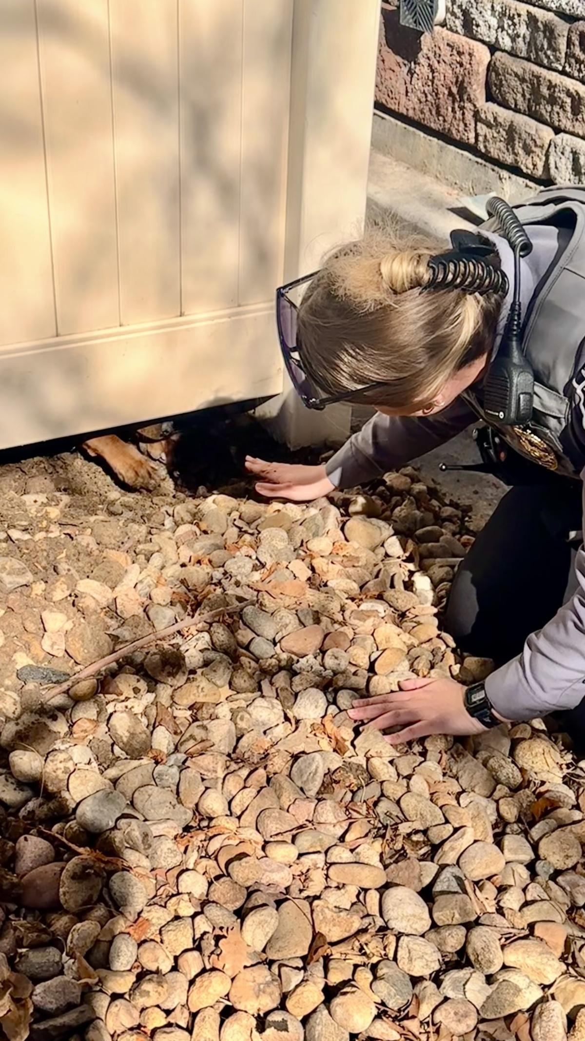 Animal Management Officer helps reunite dog with family Animal Management Officer helps reunite dog with family