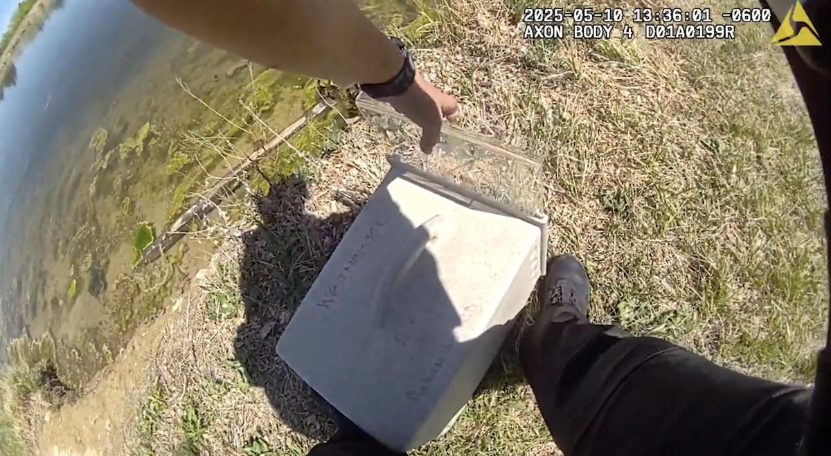 WPD & WFD rescue ducklings