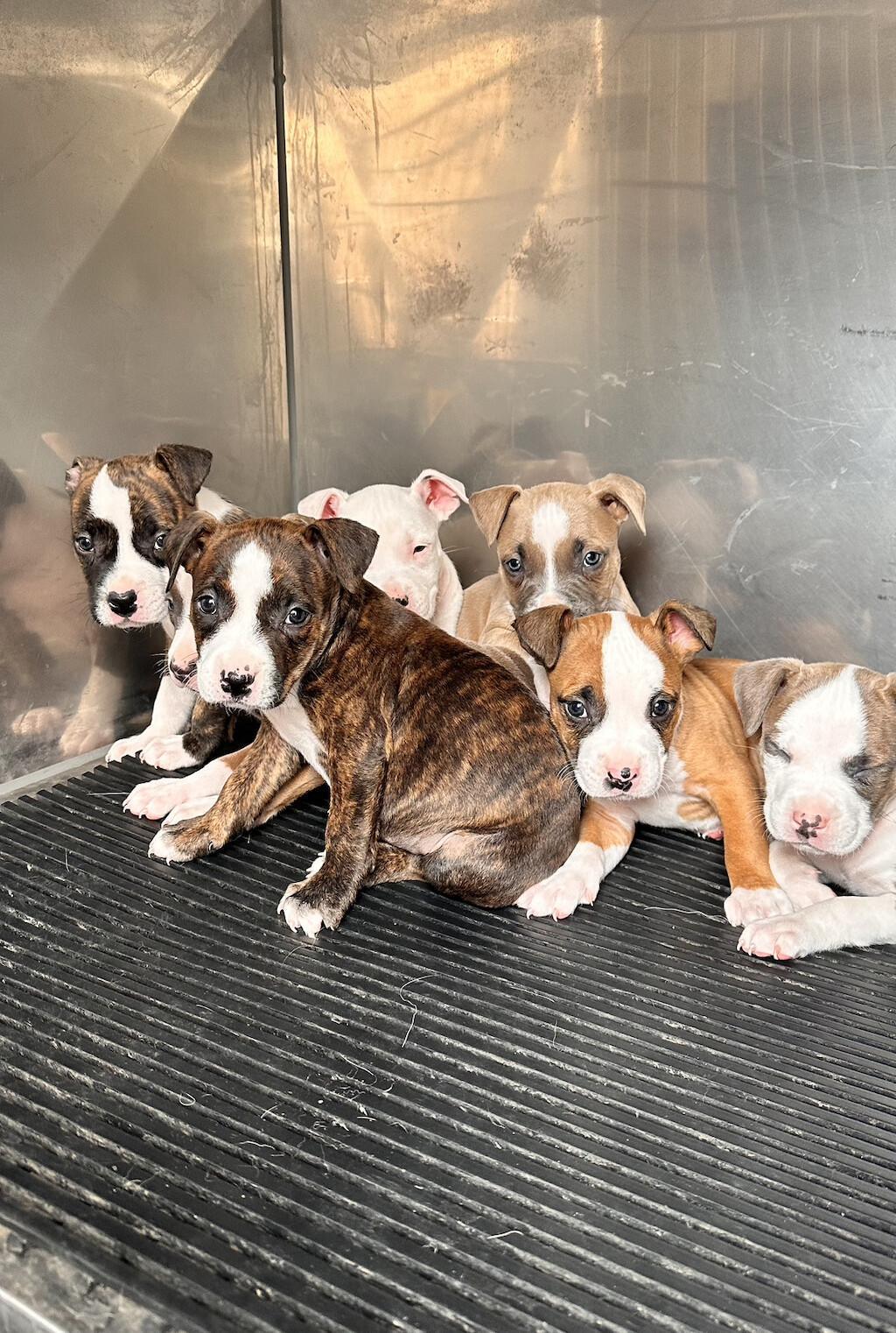 Animal Management Officer Saves of the Month Animal Management Officer Saves of the Month