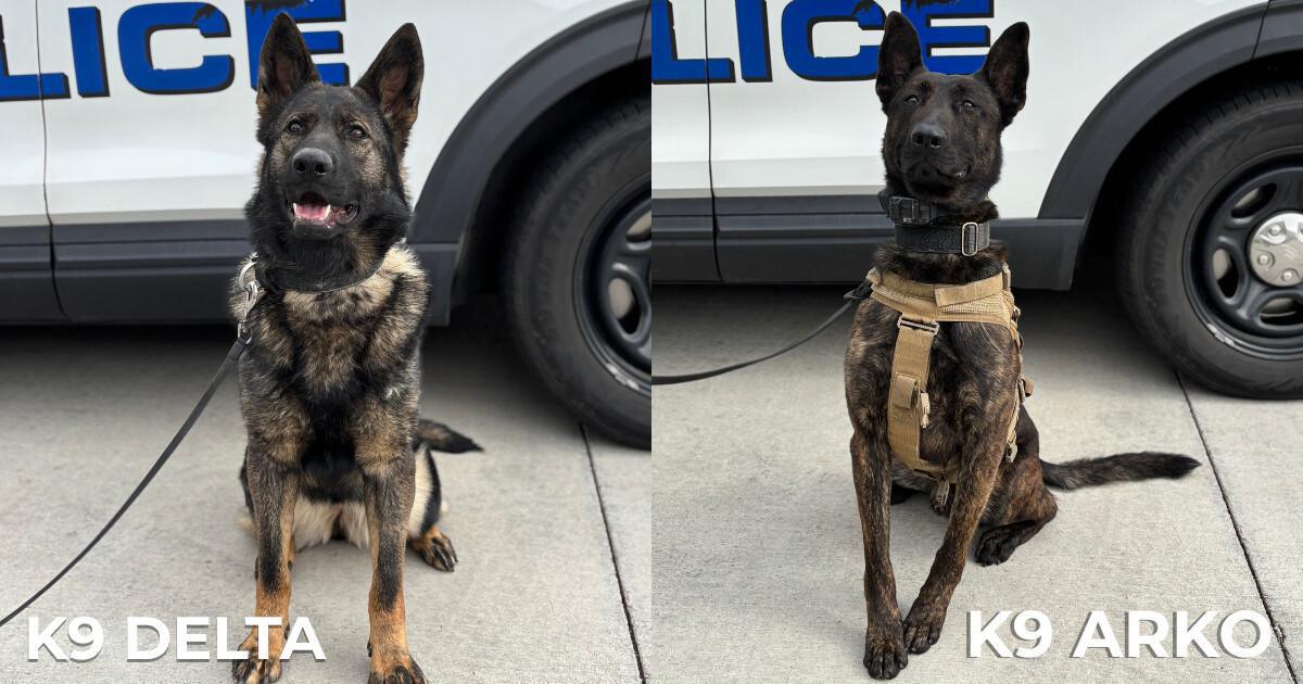 Meet the Newest Members of Our Department: K9 Arko & K9 Delta Meet the Newest Members of Our Department: K9 Arko & K9 Delta