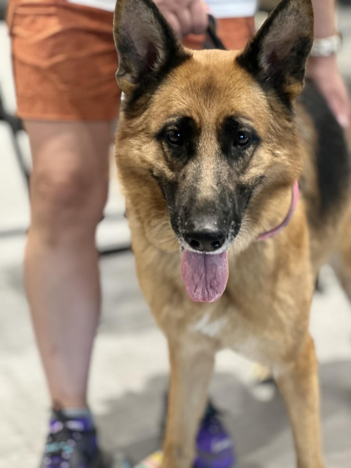 Low-cost pet vaccination clinic helps more than 215 pets