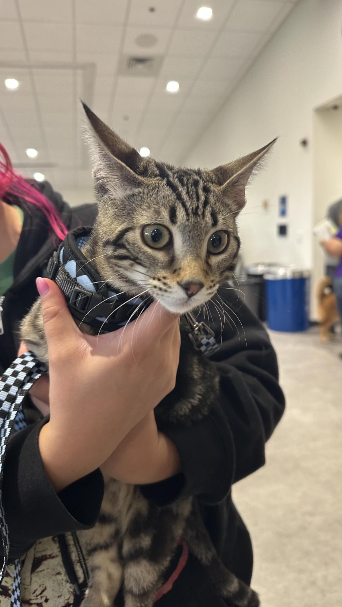 Low-cost pet vaccination clinic helps more than 215 pets