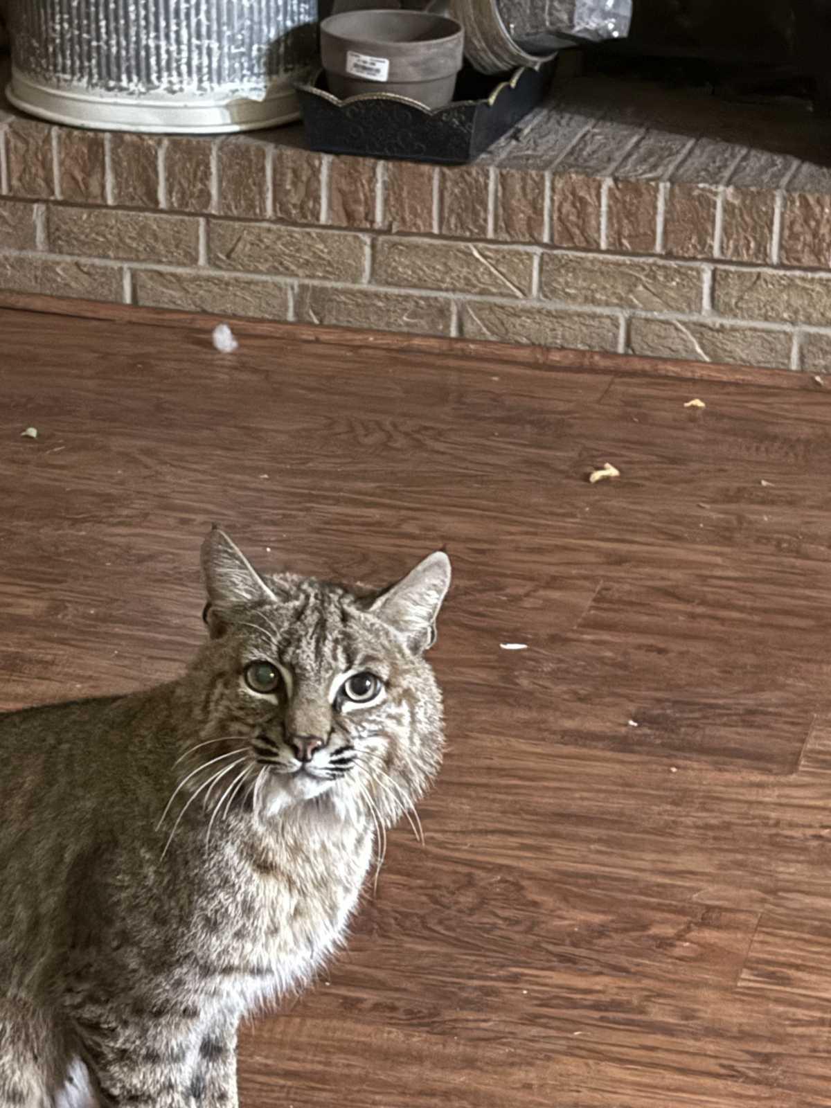 WPD Animal Management responds to bobcat call