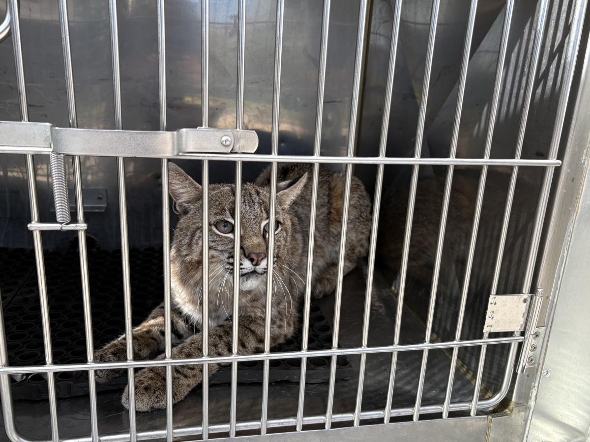 WPD Animal Management responds to bobcat call