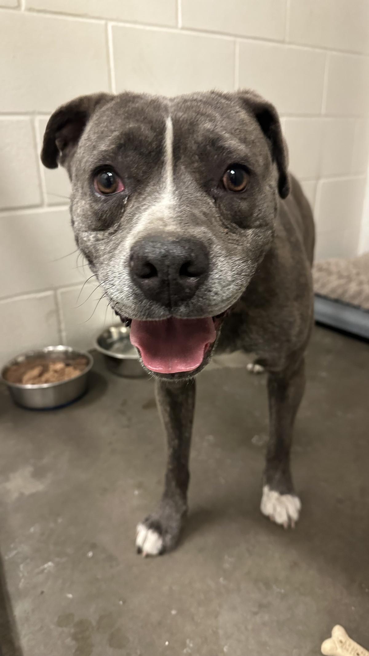 Loose dog safely secured after ongoing efforts