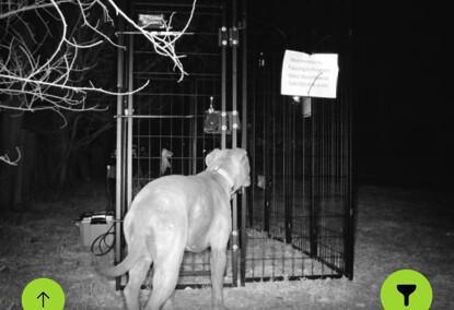 Loose dog safely secured after ongoing efforts Loose dog safely secured after ongoing efforts