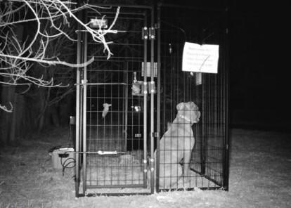 Loose dog safely secured after ongoing efforts Loose dog safely secured after ongoing efforts