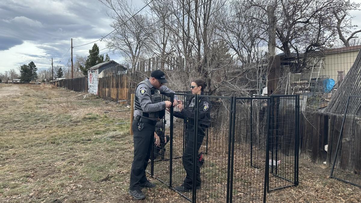 Loose dog safely secured after ongoing efforts Loose dog safely secured after ongoing efforts