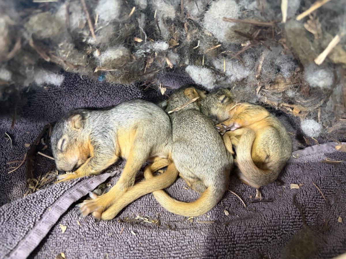 Animal Management officer helps baby squirrels found in hood of vehicle