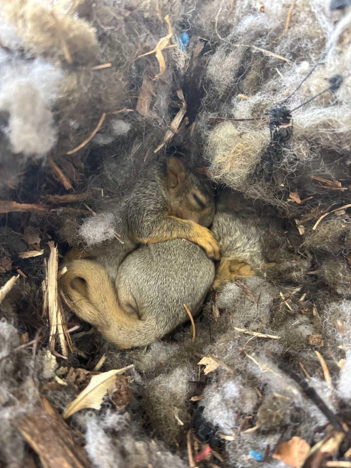 Animal Management officer helps baby squirrels found in hood of vehicle