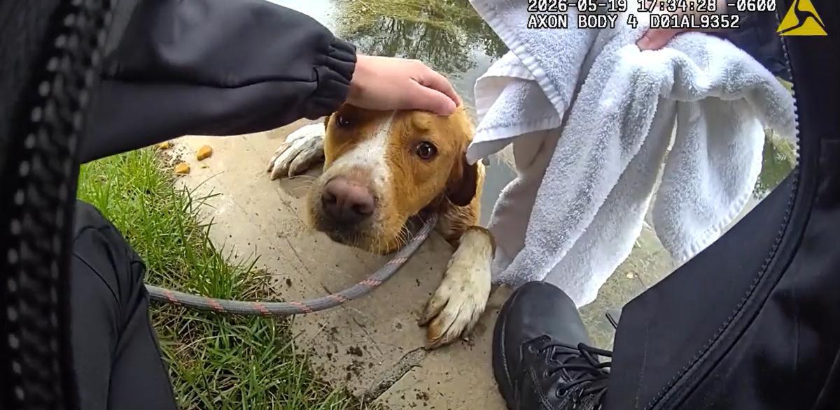 Animal Management Officer rescues dog stuck in pond