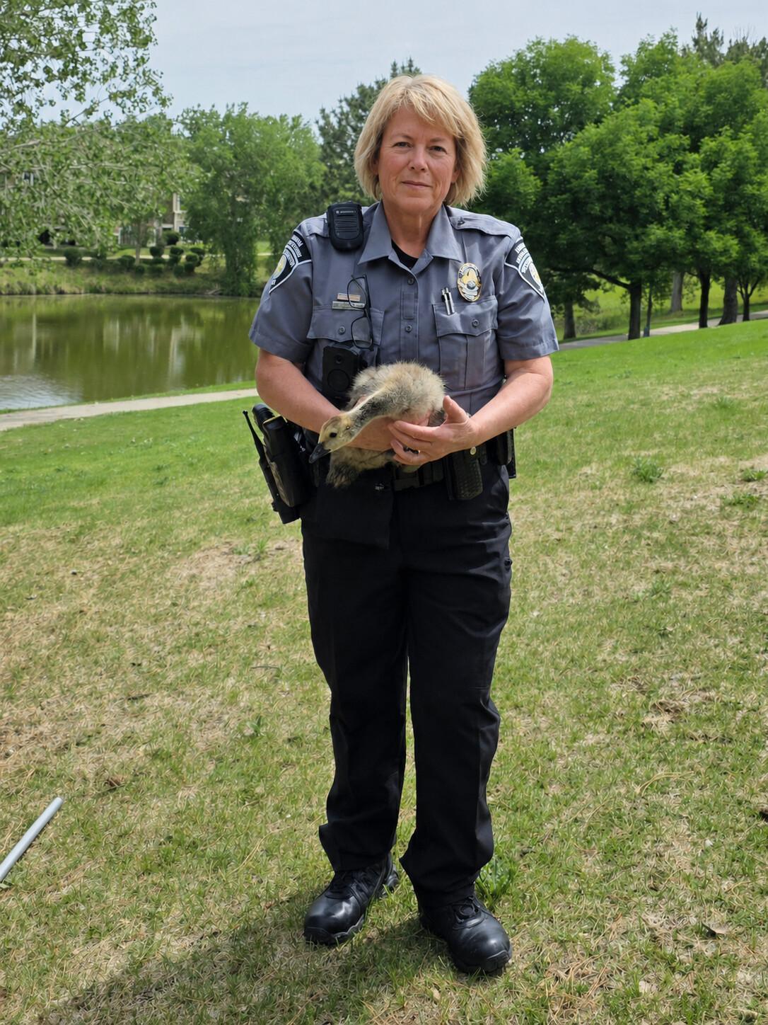 Animal Management Officers rescue two goslings Animal Management Officers rescue two goslings