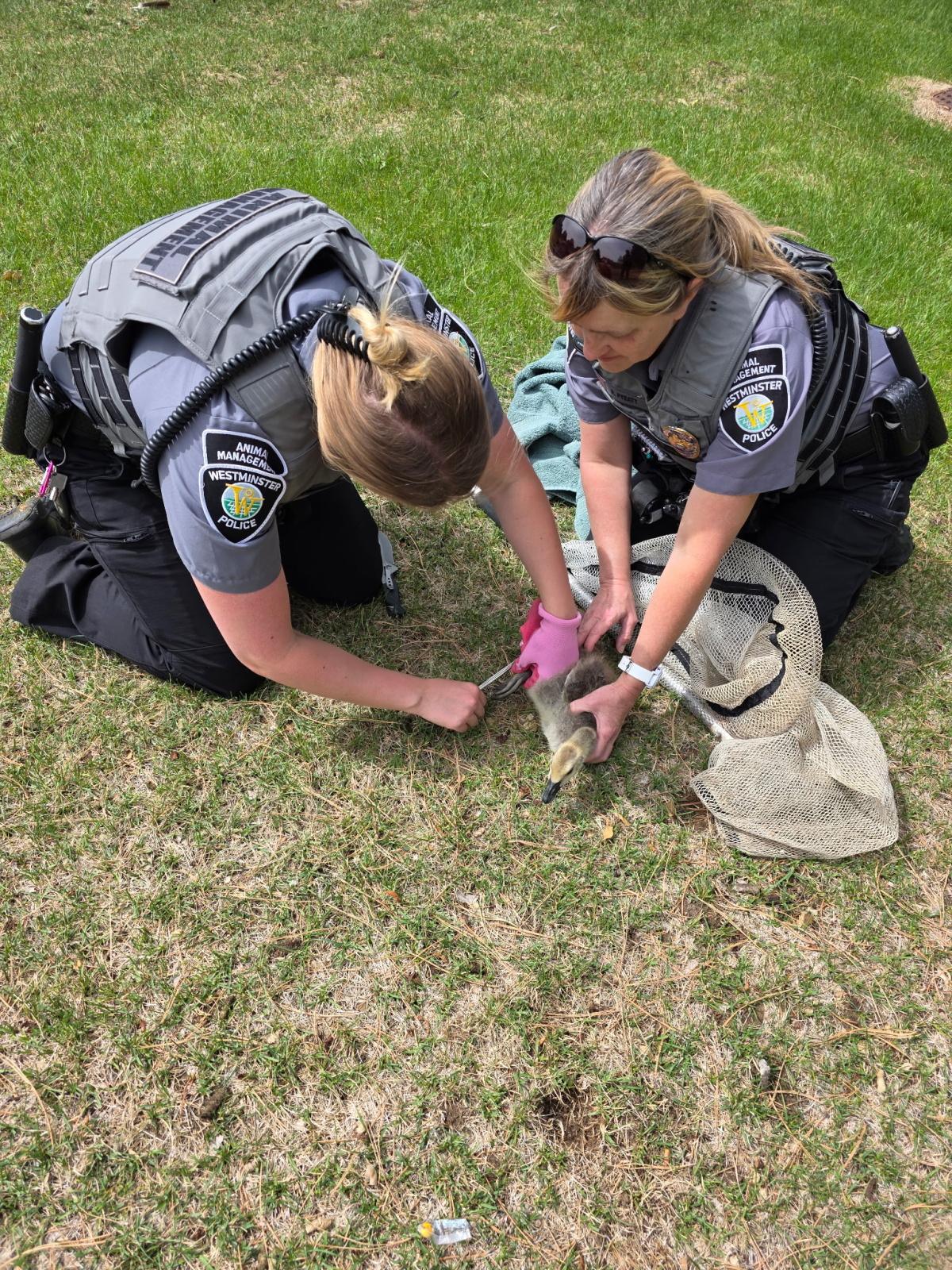 Animal Management Officers rescue two goslings Animal Management Officers rescue two goslings