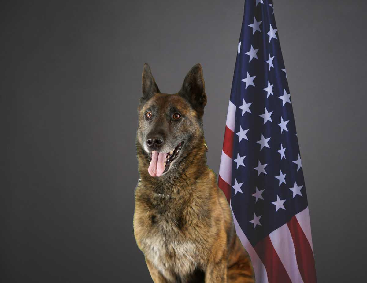 K9 Tom retires after 7 years of service at WPD K9 Tom retires after 7 years of service at WPD