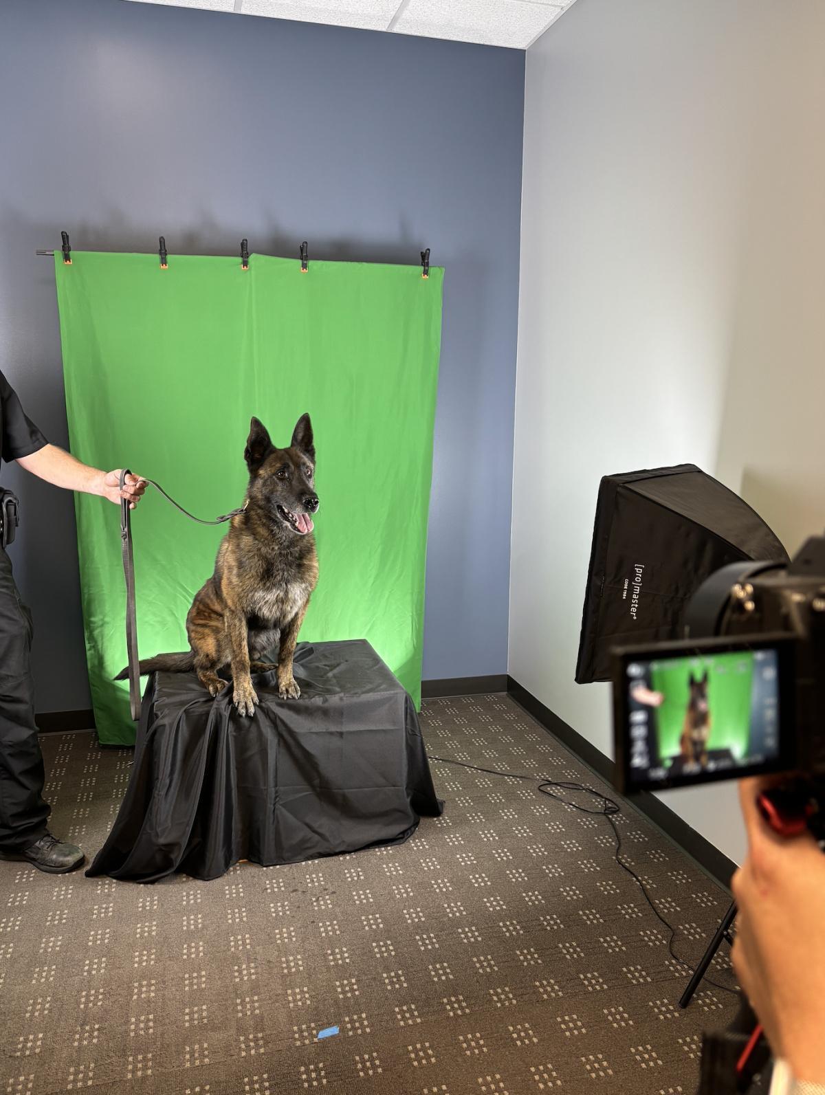K9 Tom retires after 7 years of service at WPD K9 Tom retires after 7 years of service at WPD