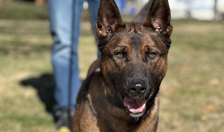 Remembering K9 Rudy