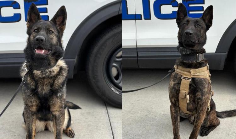 Meet the Newest Members of Our Department: K9 Arko & K9 Delta