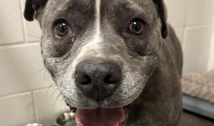 Loose dog safely secured after ongoing efforts