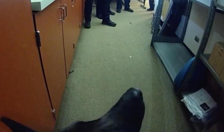 K9 Ferro alerts to suspects hiding in ceiling of building