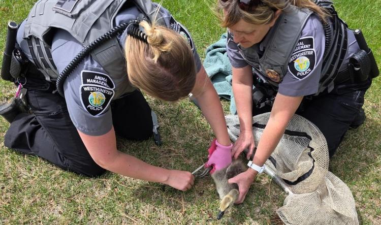 Animal Management Officers rescue two goslings