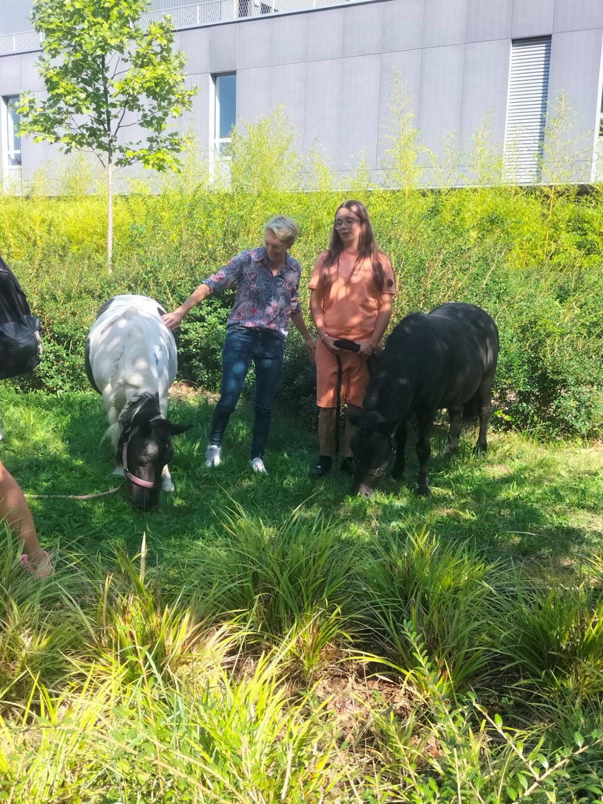 Des poneys au pôle de pédiatrie