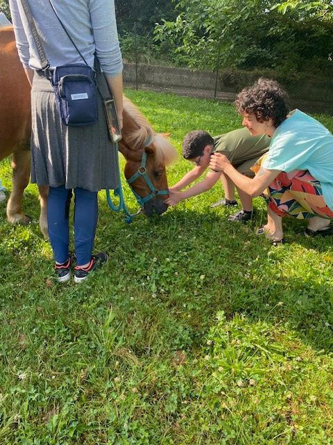 Des poneys au service de pédopsychiatrie