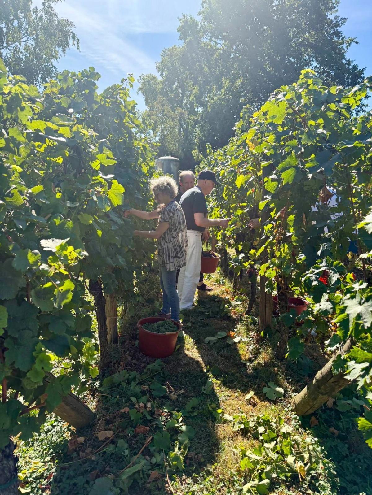 Vendanges sur le site hospitalier des HUS de la Robertsau pour les résidents de l'EHPAD : héritage patrimonial et lien intergénérationnel