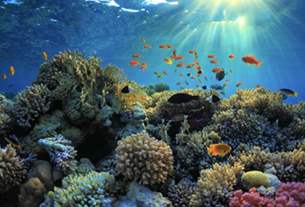 Biodiversité : un enjeu stratégique pour les acteurs économiques