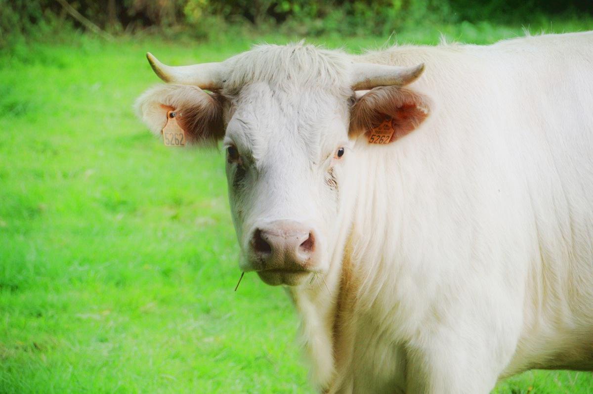 Trois millions d’aides pour huit abattoirs de la région